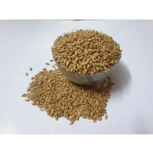 Amfyn Wheatgrass Microgreen Seeds – Easy to Grow, Quick Harvest